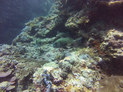 2015-11-26 13-45-54.26